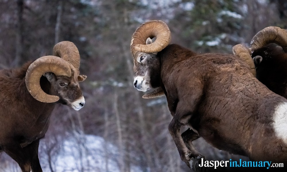 Jasper Bighorn Sheep in January