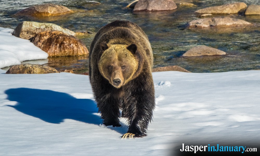 Grizzly Bears in Jasper During in January