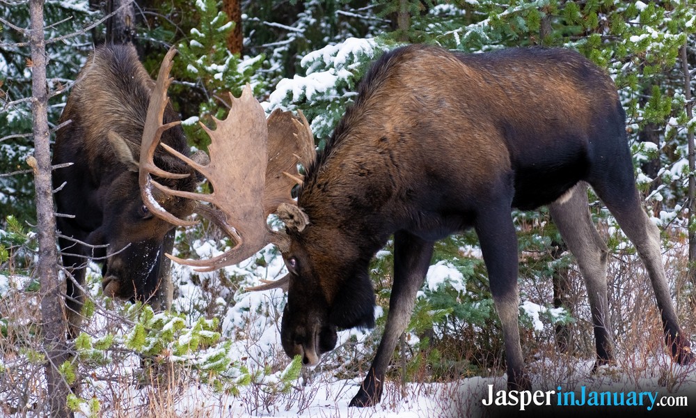 Moose in Jasper During January