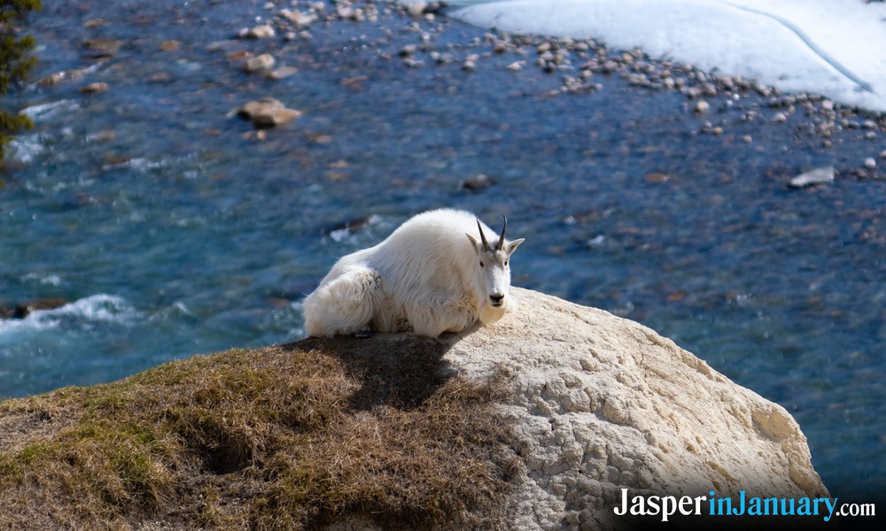 Mountain Goats in Jasper During January