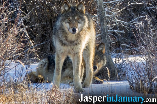 January Wildlife Viewing in Jasper